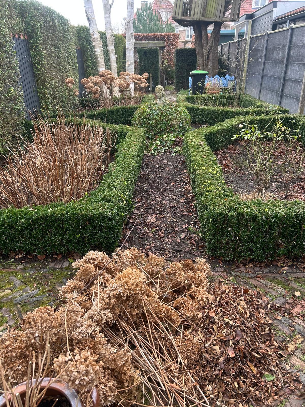Onderhoud van formele tuin met buxushagen